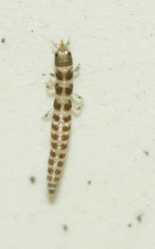 Mantispa styriaca